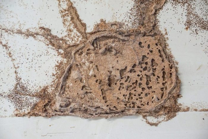 Mengapa Lemari Handuk dan Linen di Rumah Kita Bisa Jadi 'Sarang Empuk' Rayap? 1 Cara mengetahui sarang rayap dirumah
