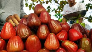 Buah Jambu Citra