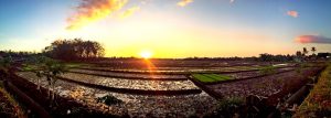 Ponjong di Sore Hari