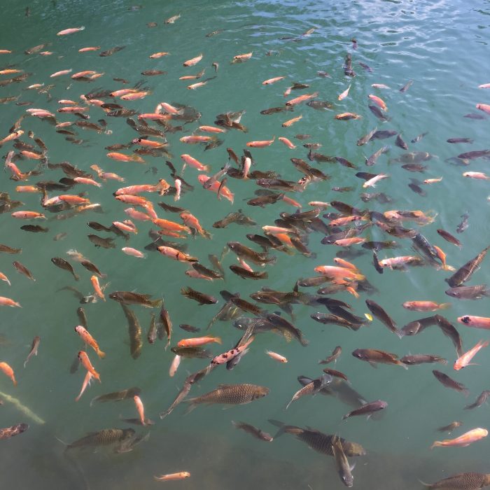 Berkah Silaturahmi 1 Ikan di WaterByur Sumber Ponjong