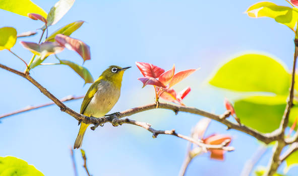 Mengenal Burung Pleci (Zosterops)